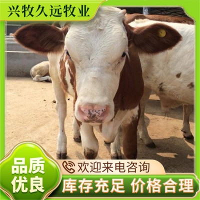 纯种西门塔尔犊牛 肉牛 西门塔尔繁殖牛 兴牧久远