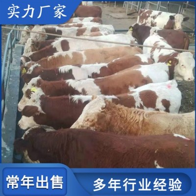 散养杂交西门塔尔牛 脱温小牛犊养殖场 出肉率高