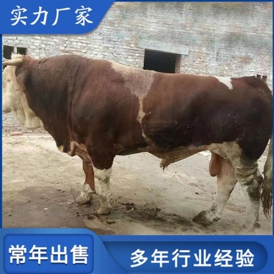 生态养殖西门塔尔牛 繁育肉牛养殖场 四肢发达