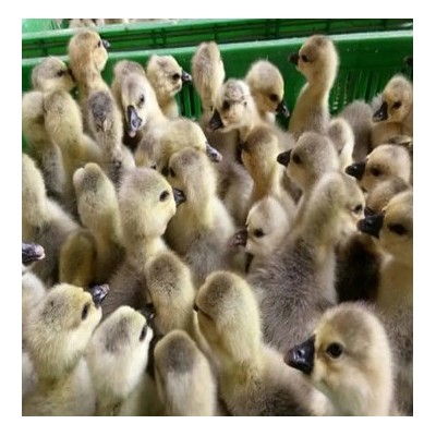 每天下蛋鹌鹑活苗 繁殖鹌鹑活物活体家养小鸡苗阳台可养宠物