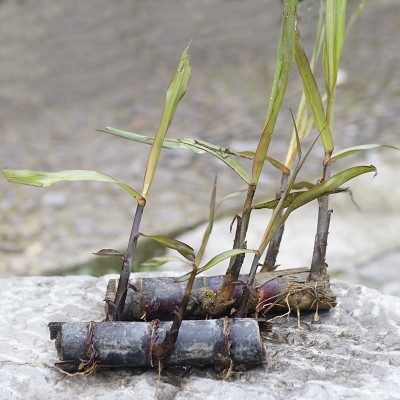 100根装广西桂林黑皮甘蔗种尾稍(大灰种）百根起批包物流技术指导