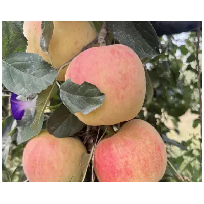 爱妃苹果粗度2-3公分苹果树苗众成三号苹果