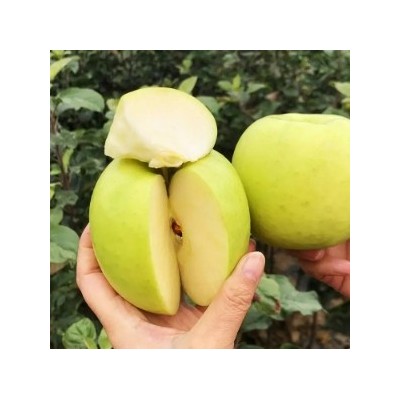 矮化苹果苗优新品种瑞雪，维纳斯黄金，众成三号，爱妃苹果小苗