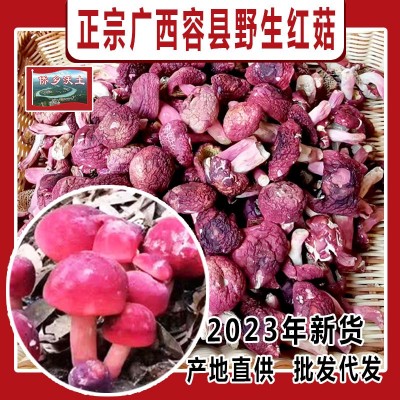 广西特产大红菌干货散装香甜红面菇厂家批发正红菇红蘑菇月子菇