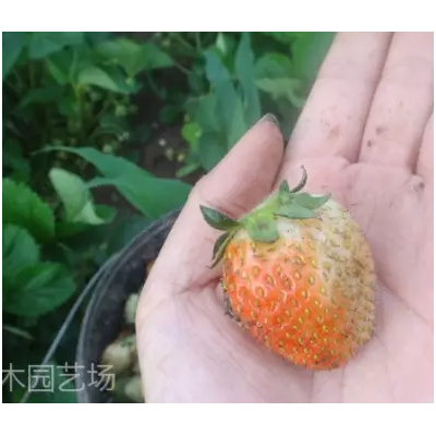 批发供应安徽草莓苗基地，全明星草莓苗价格