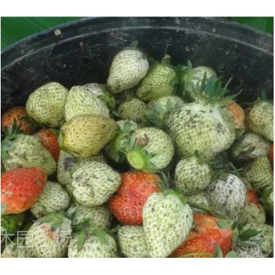 浙江草莓苗繁育场，甜查理草莓苗，丰香草莓苗品种