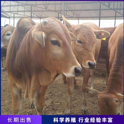 育肥脱温肉牛犊 养殖成年鲁西黄牛 繁殖能力强