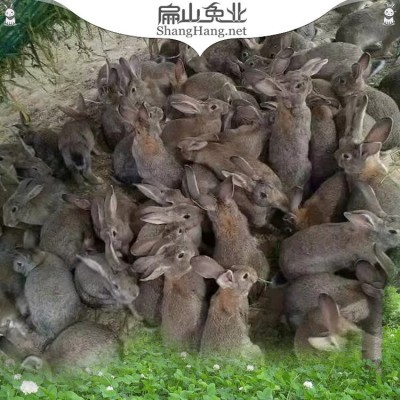 吃草兔满月兔苗 幼小兔子 月月兔 每月一窝6-15只