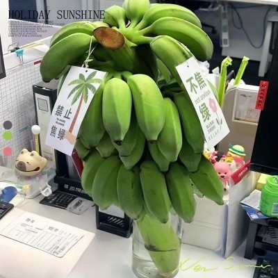 禁止蕉绿芭蕉办公室水培小米蕉新鲜连果插花绿植整串禁止焦虑香蕉
