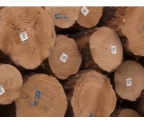 松树的种植技术视频，现代农业：松树的种植与收获