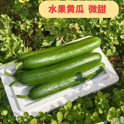 迷你黄瓜无刺黄瓜微甜脆甜清香蔬菜沙拉拌菜水果青瓜水果小黄瓜