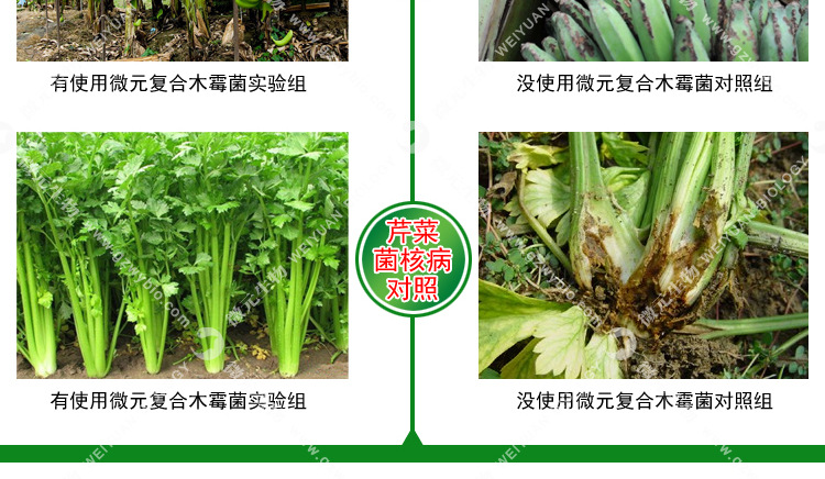 复合木霉菌035