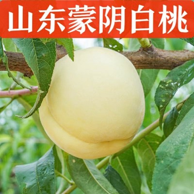 山东蒙阴蜜桃奶油白桃当季整箱5斤新鲜水果毛桃一件代发