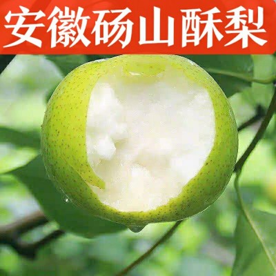 砀山酥梨皇冠梨青皮梨子安徽新鲜5斤当季梨鸭梨雪梨翠冠梨一件