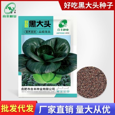 黑大头青菜种子40g 大叶矮脚苏州青种籽黑叶油亮上海青白蔬菜种孑