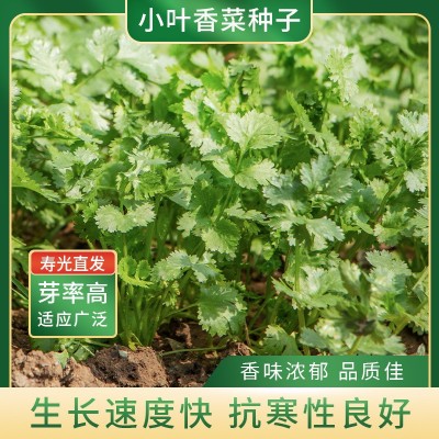 农家小叶香菜种子四季阳台盆栽蔬菜种籽孑菜籽菜种老品种香菜籽