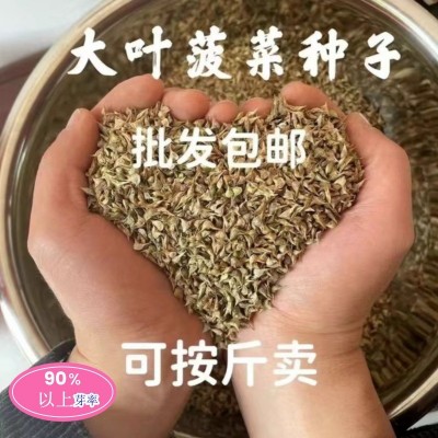 大叶精品菠菜种子耐热抗寒抗病块大袋装蔬菜种子杂交菠菜种籽