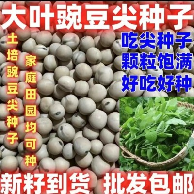 大叶豌豆尖种子豆苗四季青豌豆尖菜芽苗种籽水培土培农家蔬菜盆栽