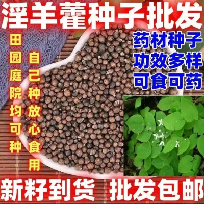 厂家淫羊藿种子山坡种植多年生籽三支九叶草盆栽种种籽