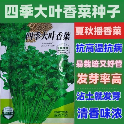 四季大叶香菜种子盆栽蔬菜种子抗高温高发芽抗病大叶芫荽种子袋装