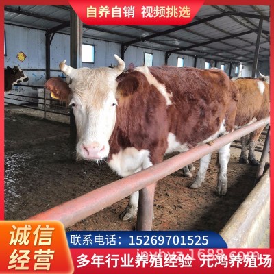 贵州哪里有卖改良西门塔尔肉牛犊牛苗 肉牛养殖农村养殖黄牛价格