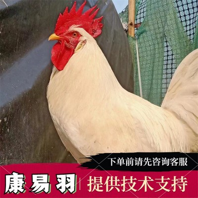 半斤重一斤重白羽鸡苗生态散养脱温批发土鸡白毛公鸡苗