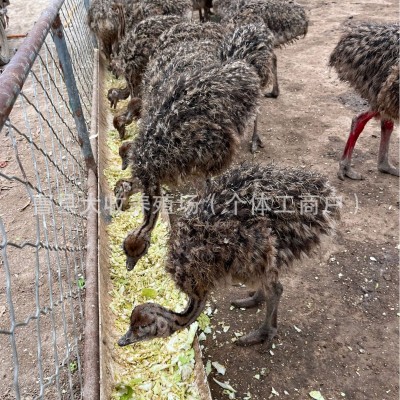 养殖场批发出售非洲鸵鸟活体小鸵鸟苗幼苗幼崽一对澳洲种鸵鸟价格