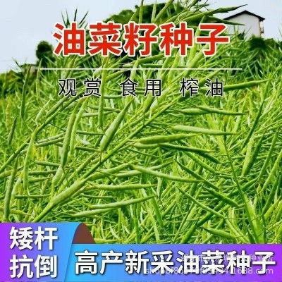 超级油王油菜种子榨油专用原装正品矮杆耐寒正宗特早油菜籽抗倒伏