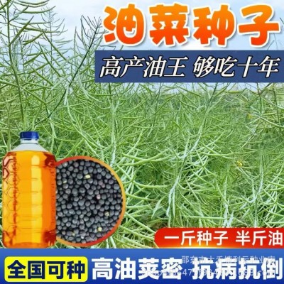 中天油高产油菜种子耐寒矮杆抗倒伏中熟甘蓝型杂交油菜种籽榨油