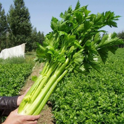 散装西芹种子 农田菜地蔬菜种植大颗纤维少 脆嫩芹菜籽