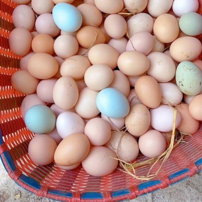 皖南土鸡蛋农家散养鸡蛋月子蛋辅食蛋现捡新鲜鸡蛋谷物蛋批发