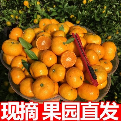 雪衫蜜桔小桔子比沙糖桔薄皮当季新鲜水果砂糖橘子批发非涌泉